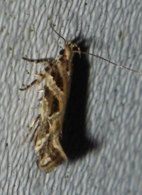 Aristotelia roseosuffusella Aristotelia roseosuffusella